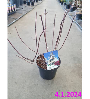 Hydrangea pan. 'Wim's Red'® C 2,5 L